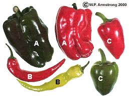 Chile Peppers