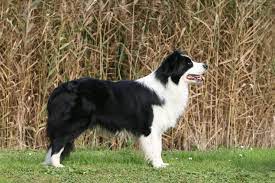 Border Collie Dogs And Puppies For Sale In Milton Keynes Pets4homes