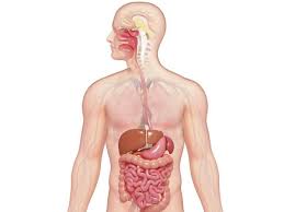 The various parts and organs found along the digestive tract play different but important roles. Digestive System Explained Organs And Digestion