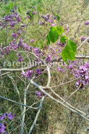 Image result for Millettia grandis