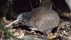 Interesting Facts About Kiwis In 2020 Kiwi Bird Kiwi New Zealand