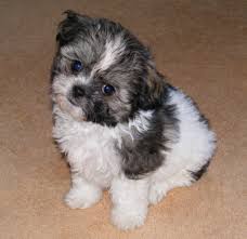 Find out why they are so popular and which breeds make the best mixes. My Puppy Bingo Pet Forums Community Shih Tzu Puppy Puppies Shih Tzu