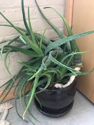 Several plants exist with a look or characteristics similar to those of the aloe plant. Inherited This Giant Aloe Plant That Is So Top Heavy It Can T Stand Up On Its Own What Do I Do With It Propagate Repot Stake Houseplants
