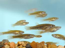 Image result for Gymnosporia matoboensis