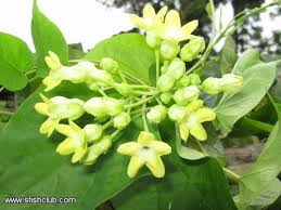 Pin Di Gardens And Gardening