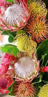 Pin On Flower Pictures Iv