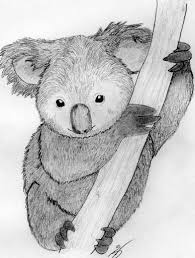 Koala Drawing Realistic Koala Drawing Koala Drawing Animal Drawings Drawings