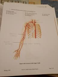 This is very important, because your blood carries oxygen to all the organs and tissues of your body. Solved Teme Arteries 699 2 Label The Following Arteries Chegg Com