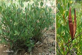 Image result for Cryptolepis oblongifolia