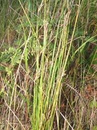 Image result for Tetraria