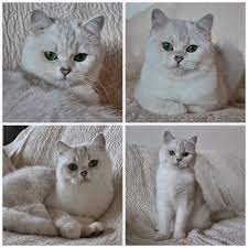 Maybe you would like to learn more about one of these? British Shorthair Silver Shaded Novocom Top