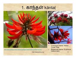 99 Tamil Flowers Flower Names List Of Flowers Flowers