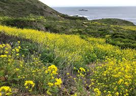 Check spelling or type a new query. Wild Mustard Identification Foraging For Common Edible Weeds Good Life Revival