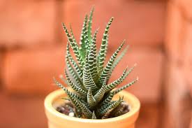 Zebra cactus plant, inside or outside? Zebra Cactus Haworthiopsis Attenuata Buy Haworthia Plant Online India Gardening Store