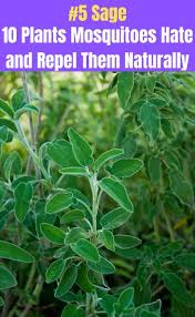 Check spelling or type a new query. 10 Plants Mosquitoes Hate And Repel Them Naturally Diy Crafts