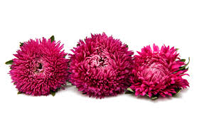 Maybe you would like to learn more about one of these? Schone Blume Aster Auf Weissem Hintergrund Lizenzfreie Fotos Bilder Und Stock Fotografie Image 62214428