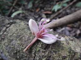 Image result for Julbernardia