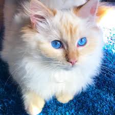 If you've got a curious cat always sniffing around your food, you might wonder if that marshmallow you're holding would be dangerous to your cat. A Very Lightly Toasted Marshmallow Aww Cute Animals Cute Cats Animals