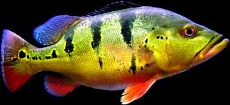 Tucunare Cichla Ocellaris Em 2020 Peixes Especies De Peixes Peixe Animais