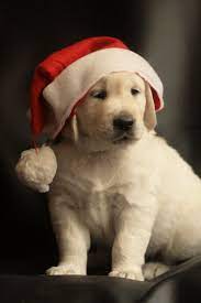 Puppy Cute Puppy Images Puppy Images Christmas Puppy Christmas Animals