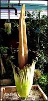 Image result for Amorphophallus