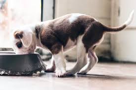 It includes information on feeding, weaning, medical care, developmental milestones and more. What You Need To Know About Feeding Your New Puppy Daily Paws
