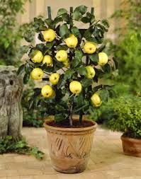 In this video , i give you my 5 top fruit trees that are too easy to grow in the home garden! Apple Trees Everything You Ever Wanted To Know Growing Apple Trees Growing Fruit Trees Apple Tree From Seed