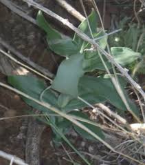 Image result for Bonatea antennifera