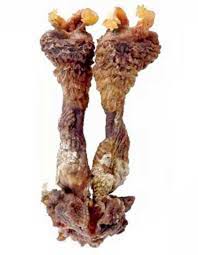 Hatha Jodi Fake Product Cheating People There Is No Plant Root Hatha Jodi Hindu Blog Hatha jodi is a type of root that is often described as resembling human arms with clenched fists. plant root hatha jodi