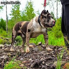 Maybe you would like to learn more about one of these? Merle Xl Bully For Sale Off 52 Www Usushimd Com