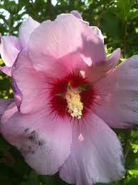 Purple Rose Of Sharon Purple Roses Rose Of Sharon Hibiscus