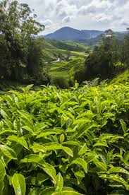Cameron highlands cool climate provide an ideal place to grow tea. Hd Wallpaper Tea Plantation Cameron Highlands Malaysia Asia Leaf Agriculture Wallpaper Flare