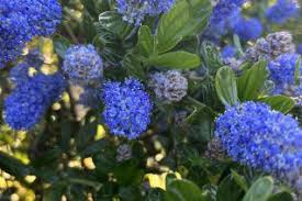 Image result for Rhamnaceae