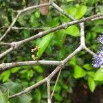 Image result for Embelia ruminata