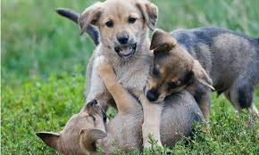 Neutering or spaying can help Why Is My Dog Humping Tips To Stop Unwanted Dog Humping