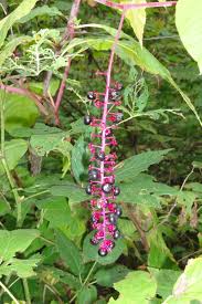 Image result for Phytolaccaceae