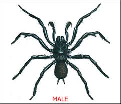 Spider Identification Chart Distribution Venom Toxicity