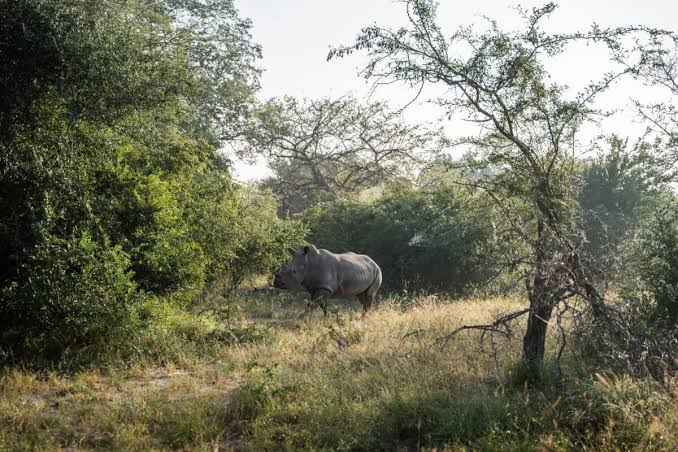 Mozambique sees first self-sustaining white rhino population in decades