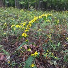 Image result for Solidago