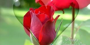 We did not find results for: Valentine Heart With Flowers For Whatsapp Dp Image Wallpapers Happy Rose Day Wallpaper Rose Day Wallpaper Valentines Flowers