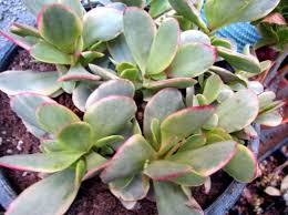 80x Mixed Succulent Seeds Lithops Cacti And Succulents Planting Succulents Succulents