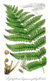 Image result for Osmundaceae