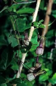 Image result for Riocreuxia