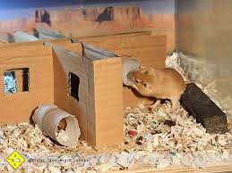 Basteltipp Rennmaus Rennmaus Hamster Spielzeug Syrischer Hamster