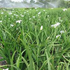 Image result for Dietes