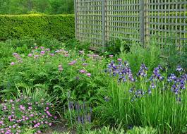 We did not find results for: Three Dogs In A Garden Mail Order Siberian Iris