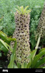 Image result for Eucomis autumnalis