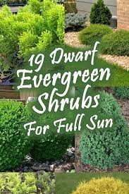 Make sure your hedge trimmer blades are sharp as it will make your landscaping job a lot easier. 19 Dwarf Evergreen Shrubs For Full Sun Garden Tabs