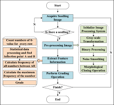 Flow Chart Of Seedling Grading Procedure Download