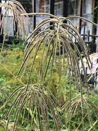 Image result for Eustachys